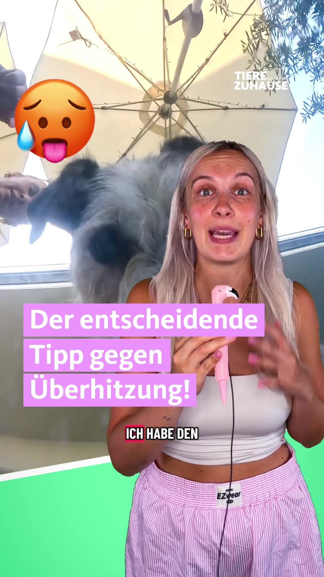 @Tiere suchen ein Zuhause
