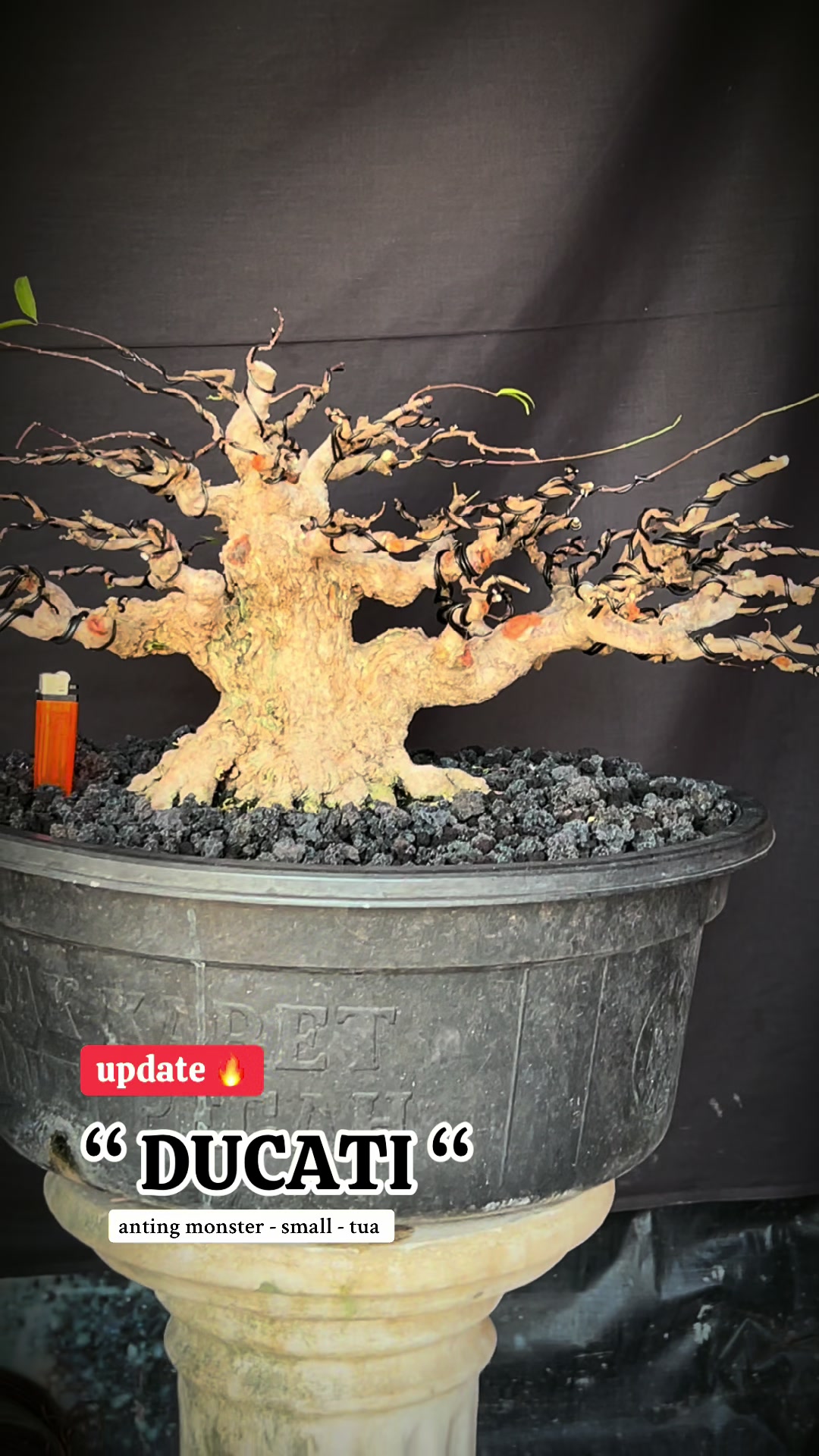@warbonsai_purwodadi