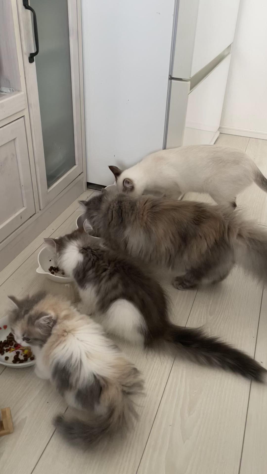 @うちの猫ニョン姉妹