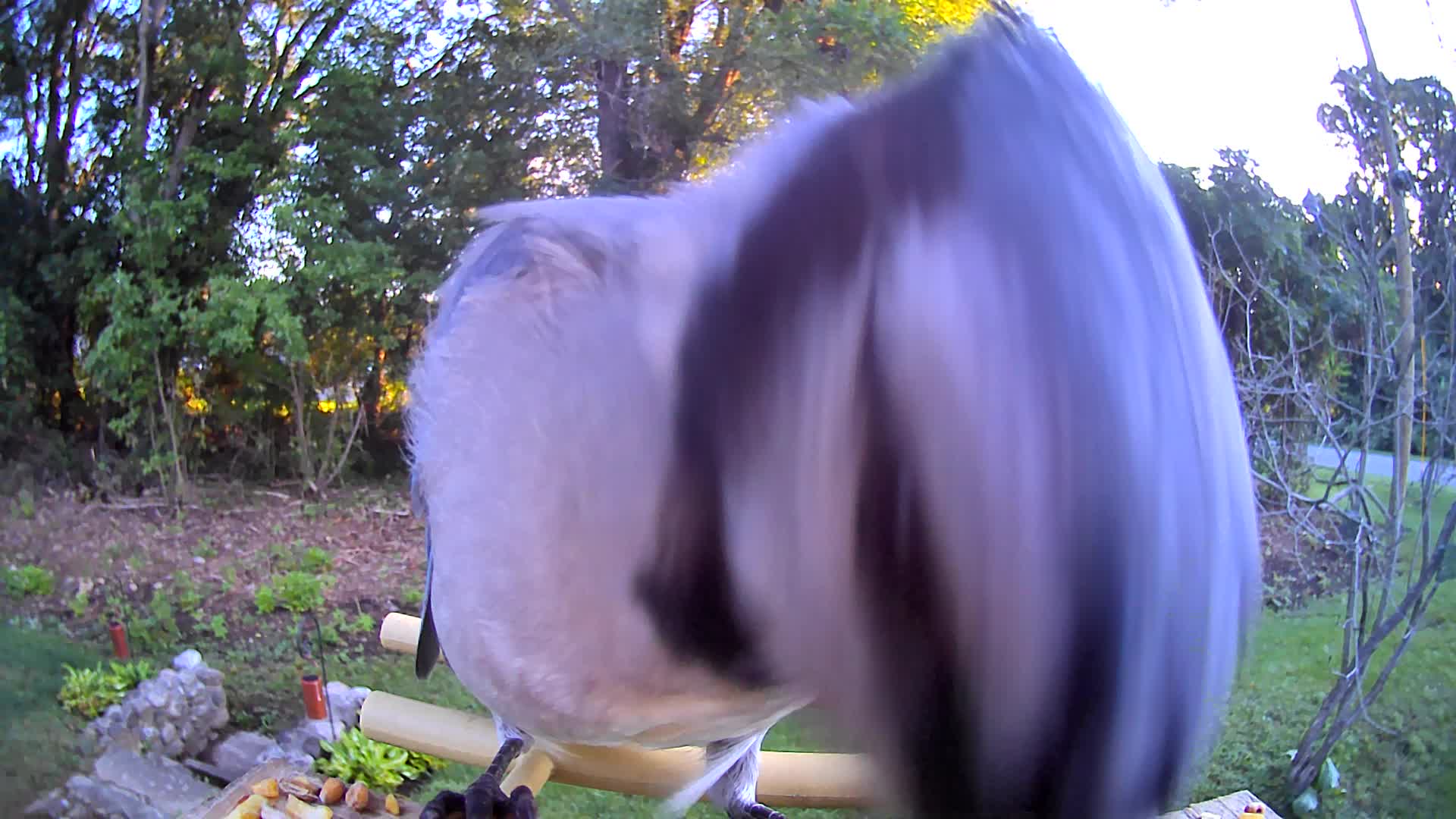 @OnlyBirds518