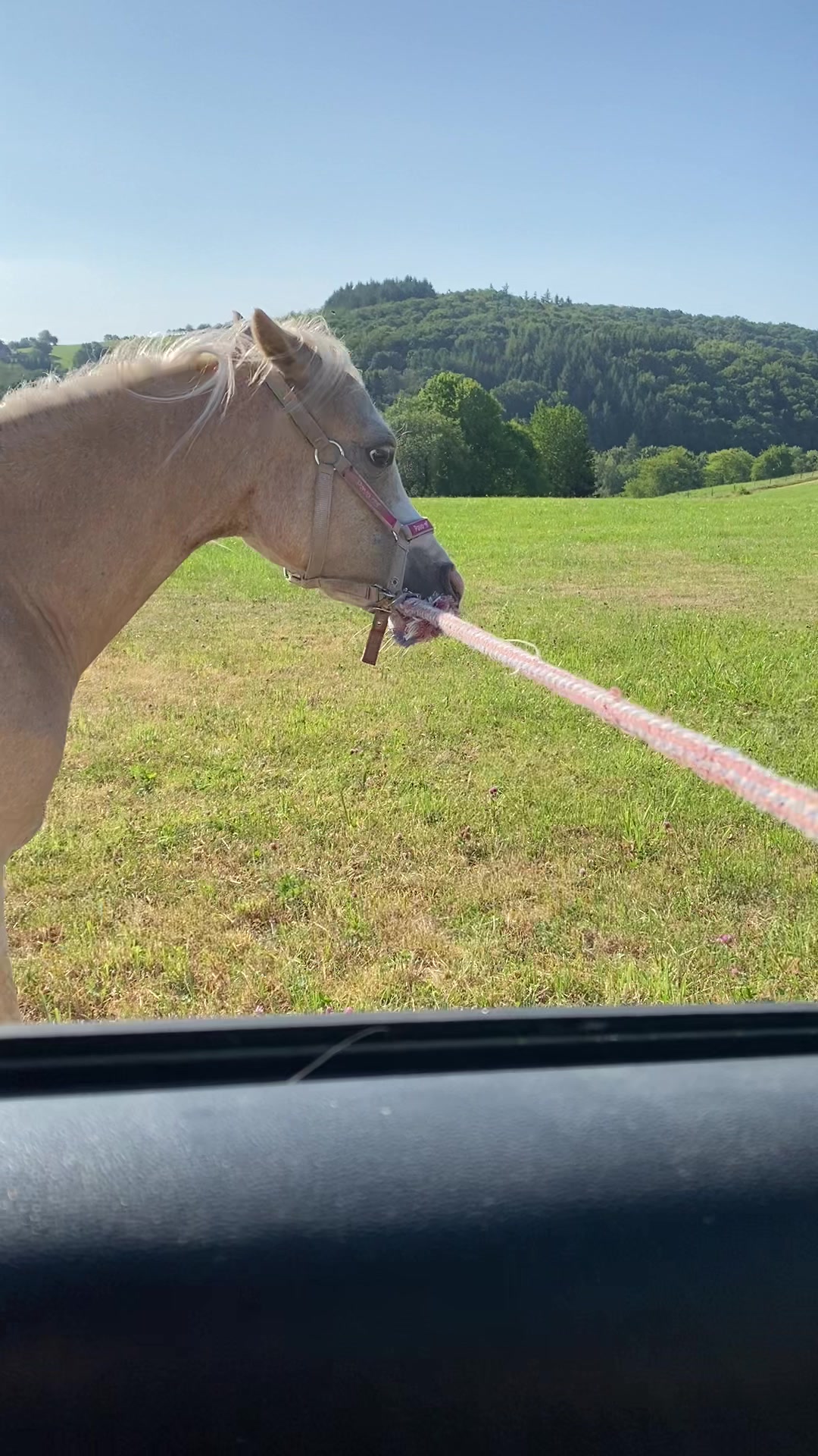 @Sarah and her Ponys and dogs