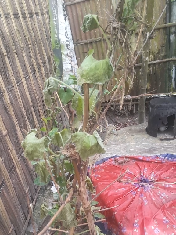 @চাঁনশাহ টিভি
