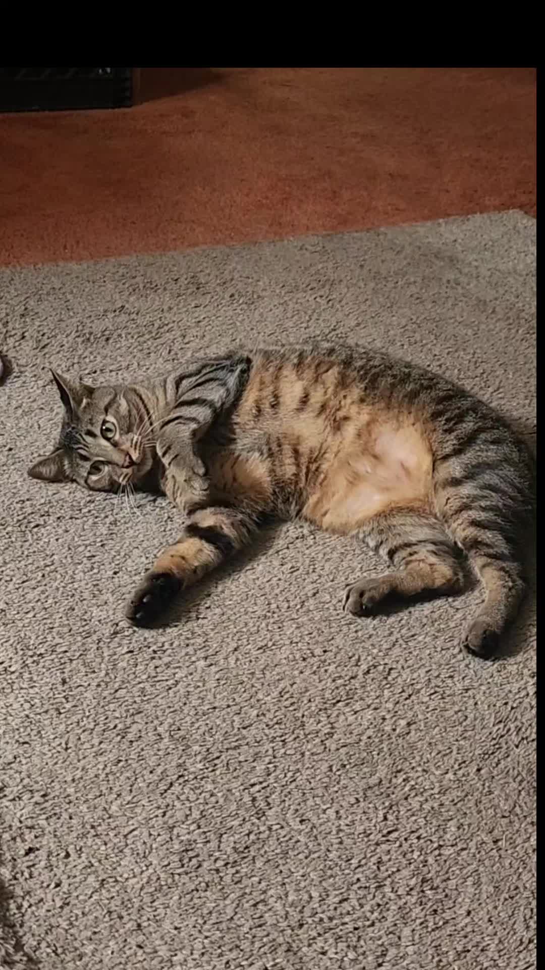 @Jmelovecat