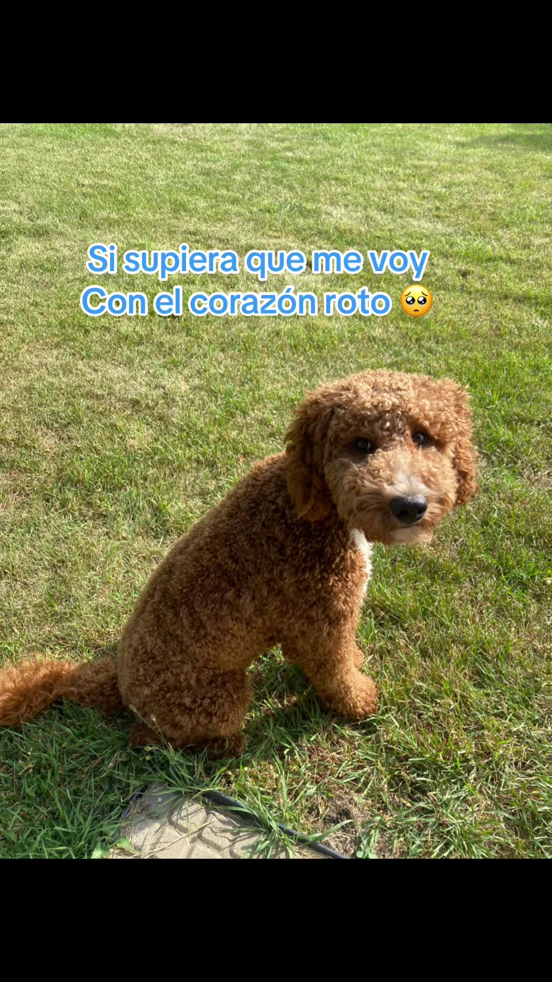 @Reyna y Churro 🐶😍