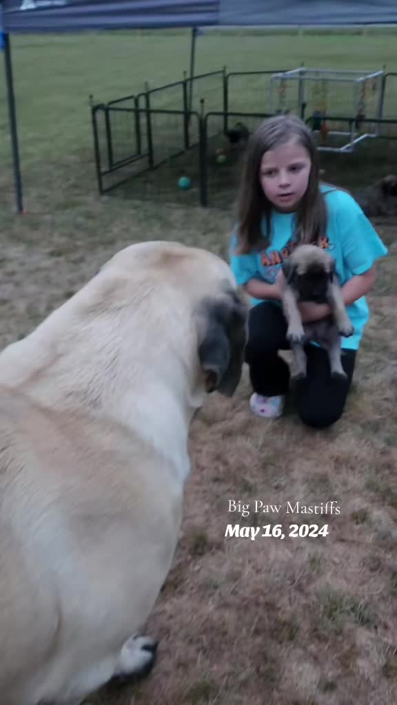 @Big Paw Mastiffs