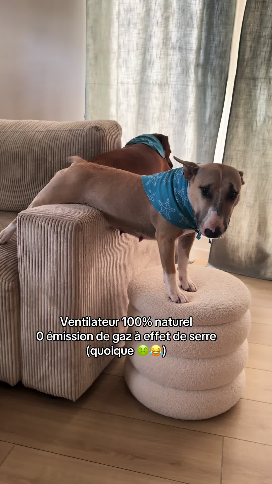 @Dogragnar 🐶👑