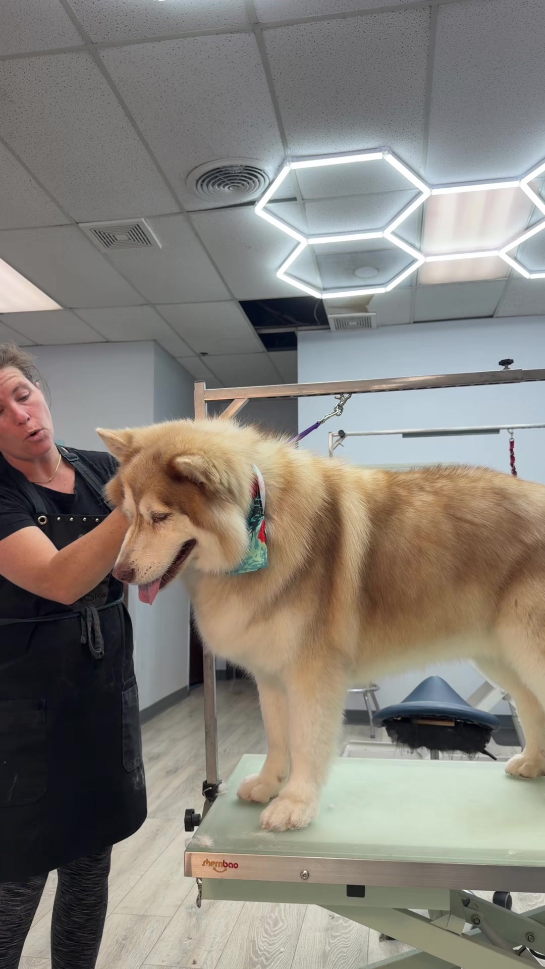 @Gadget groomer