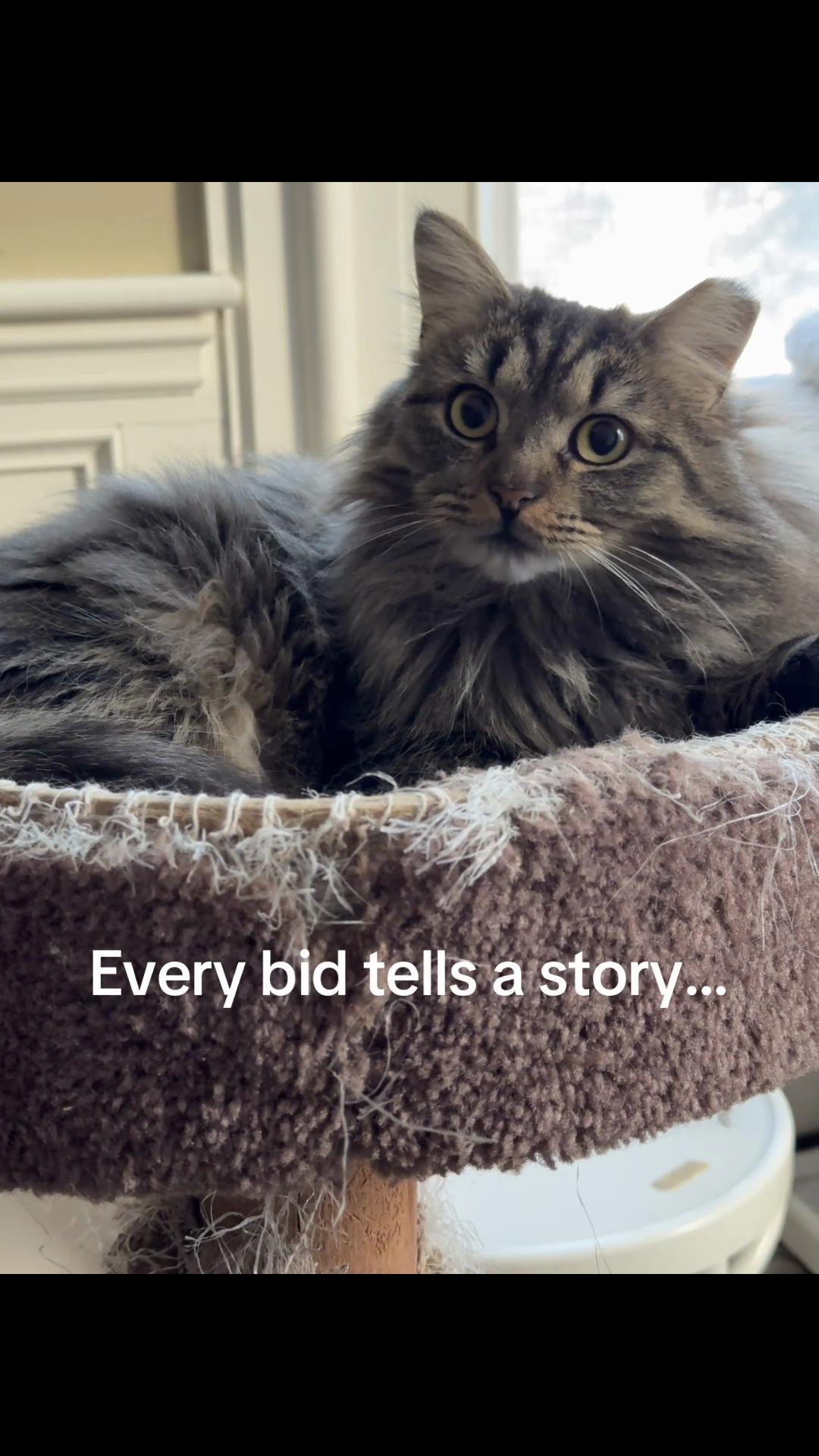 @North Toronto Cat Rescue