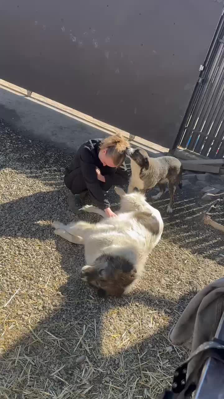 @SpecialDogs e.V.