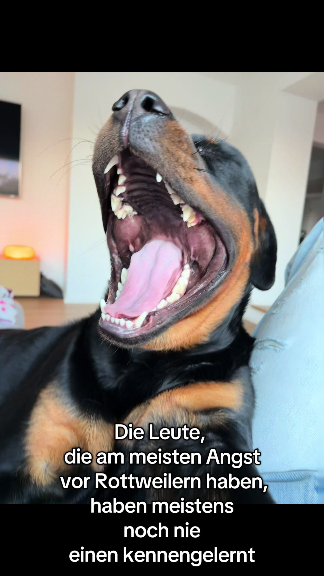 @JAGGER - the German Rottweiler