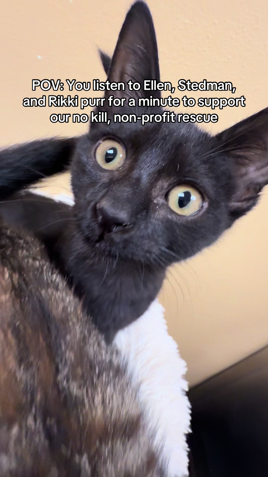 @KittyAngelRescue