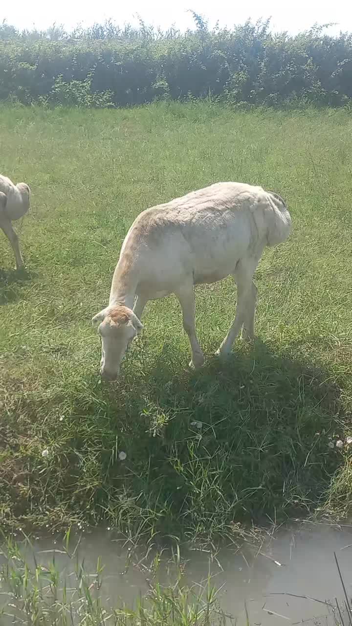 @Çöl.adamı