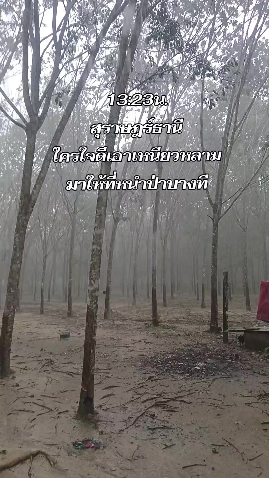 @น้องkik...ผู้หญิงชอบไก่ชน🐓