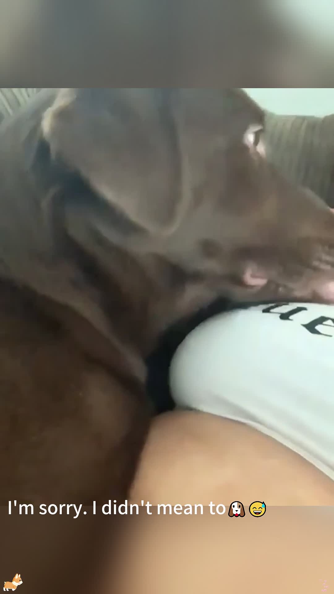 @pet_fnnytimes666