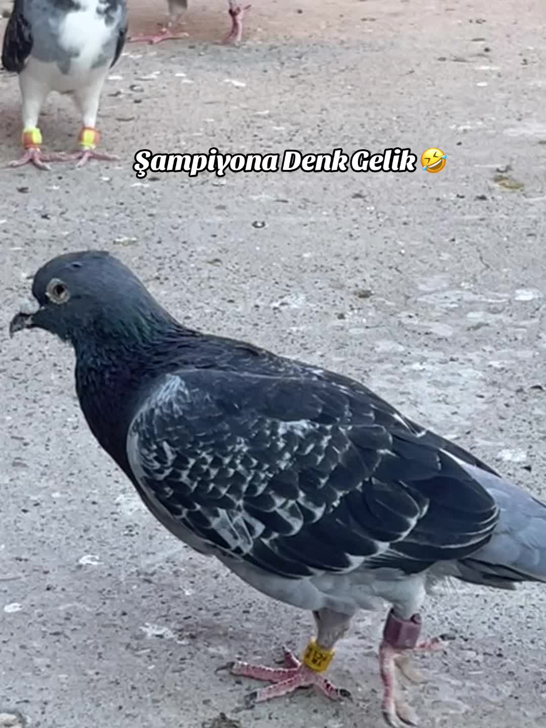 @Abdul Reşit Arıcak
