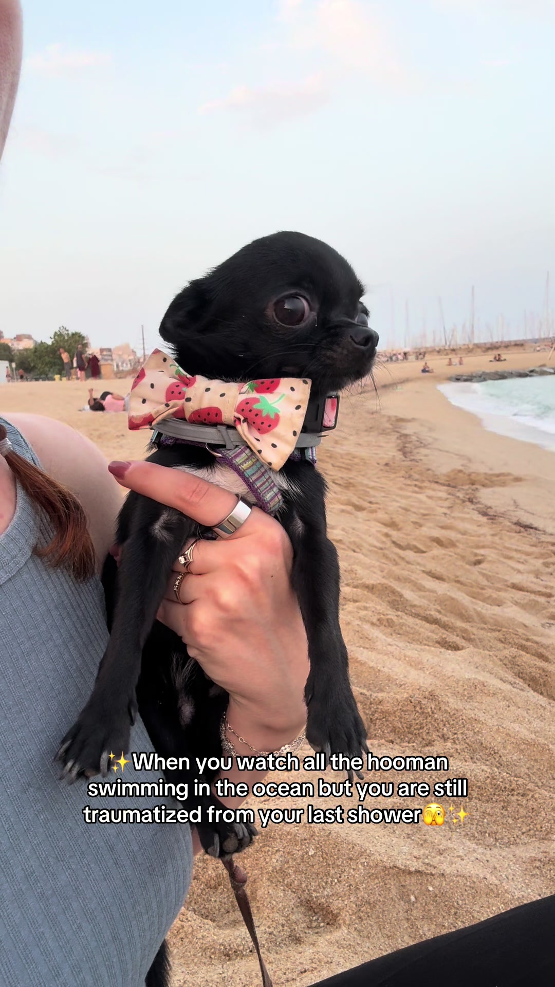 @the_chihuahua_mochi