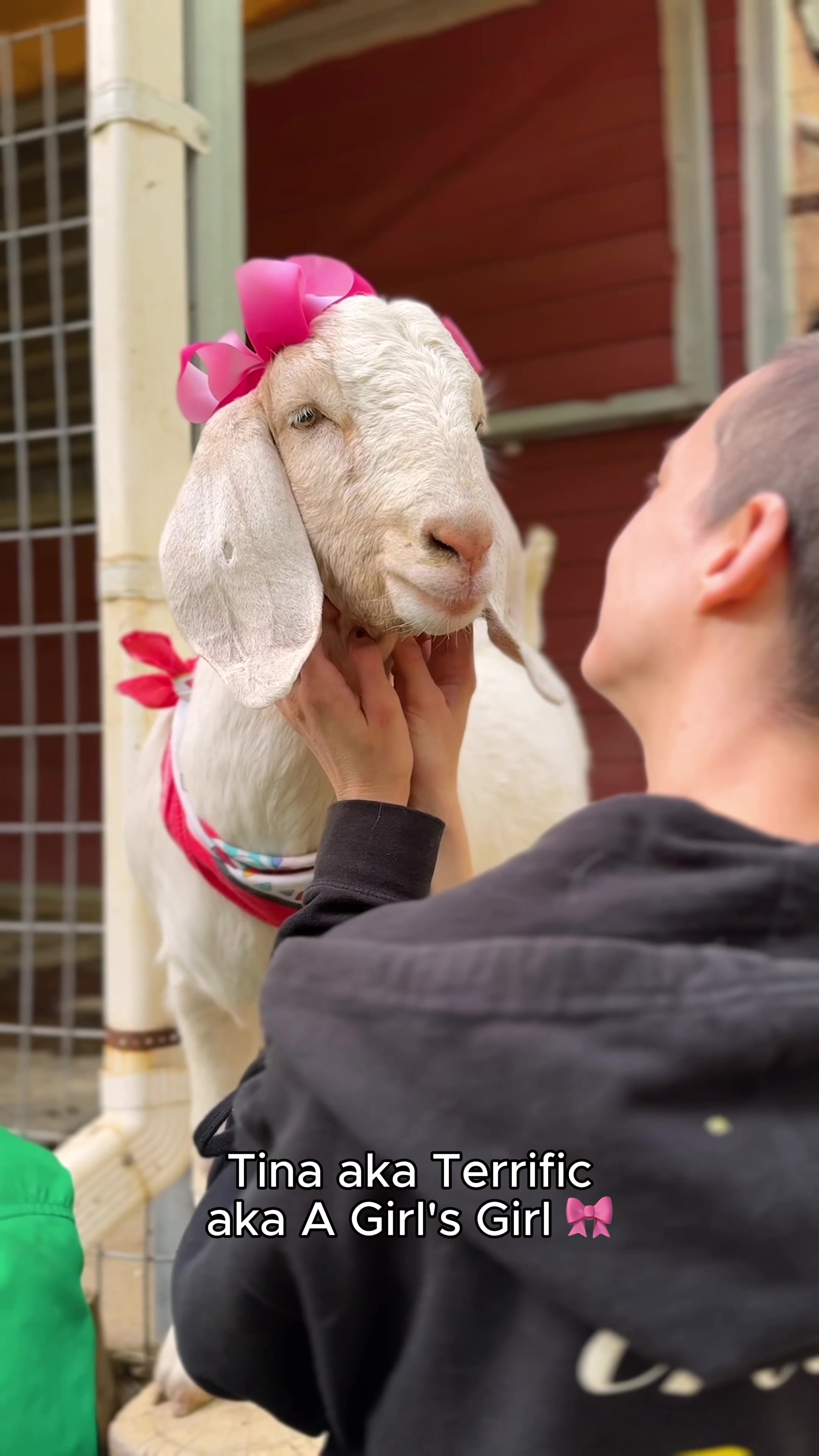 @The Gentle Barn | Sanctuary
