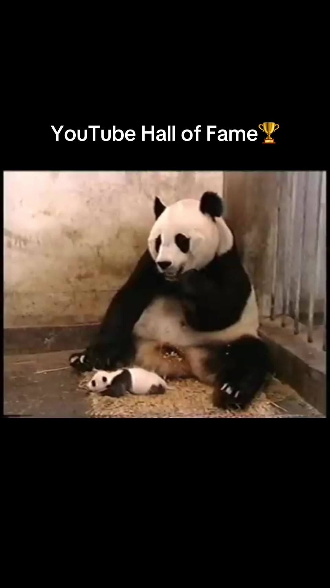 @YouTube Hall of Fame