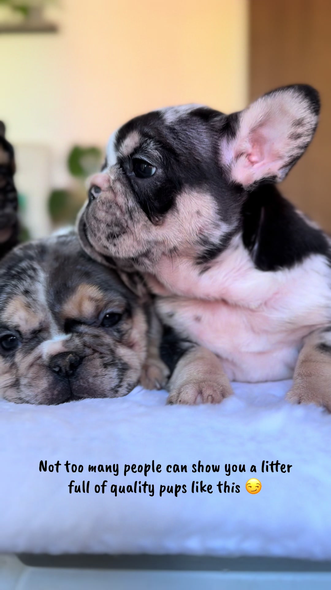 @TheFrenchieShop