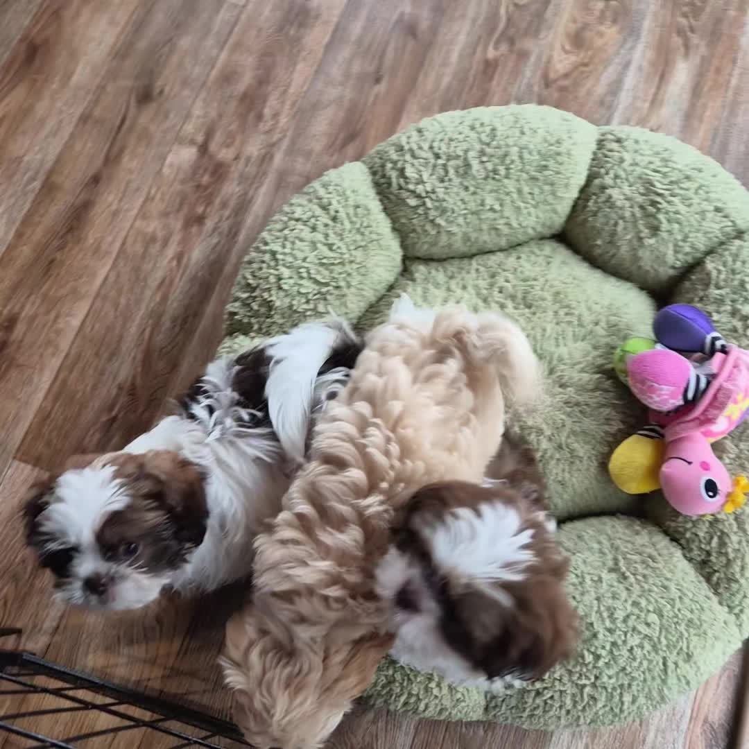 @Barb's Precious Pups
