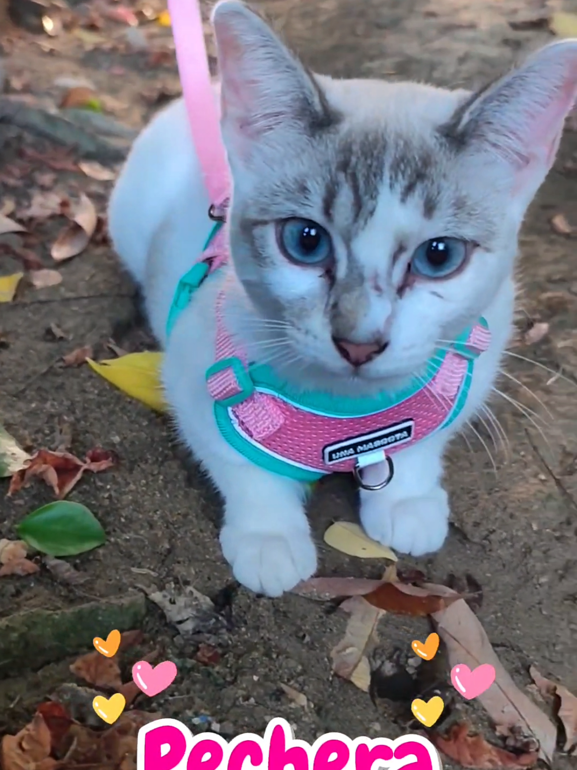 @𝓑𝓻𝓮𝓷𝓭𝓪 𝓖𝓪𝓻𝓬𝓲𝓪