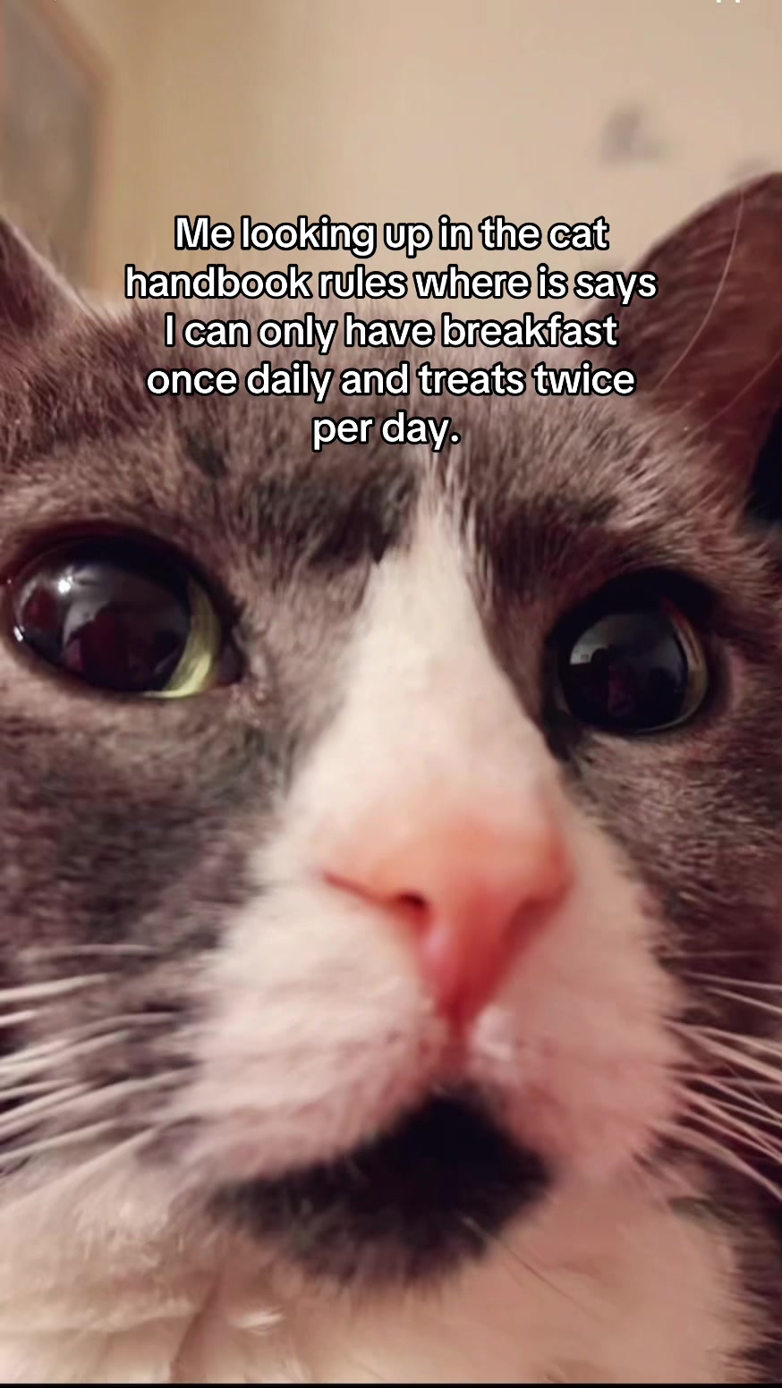 @Trixie the Tuxie