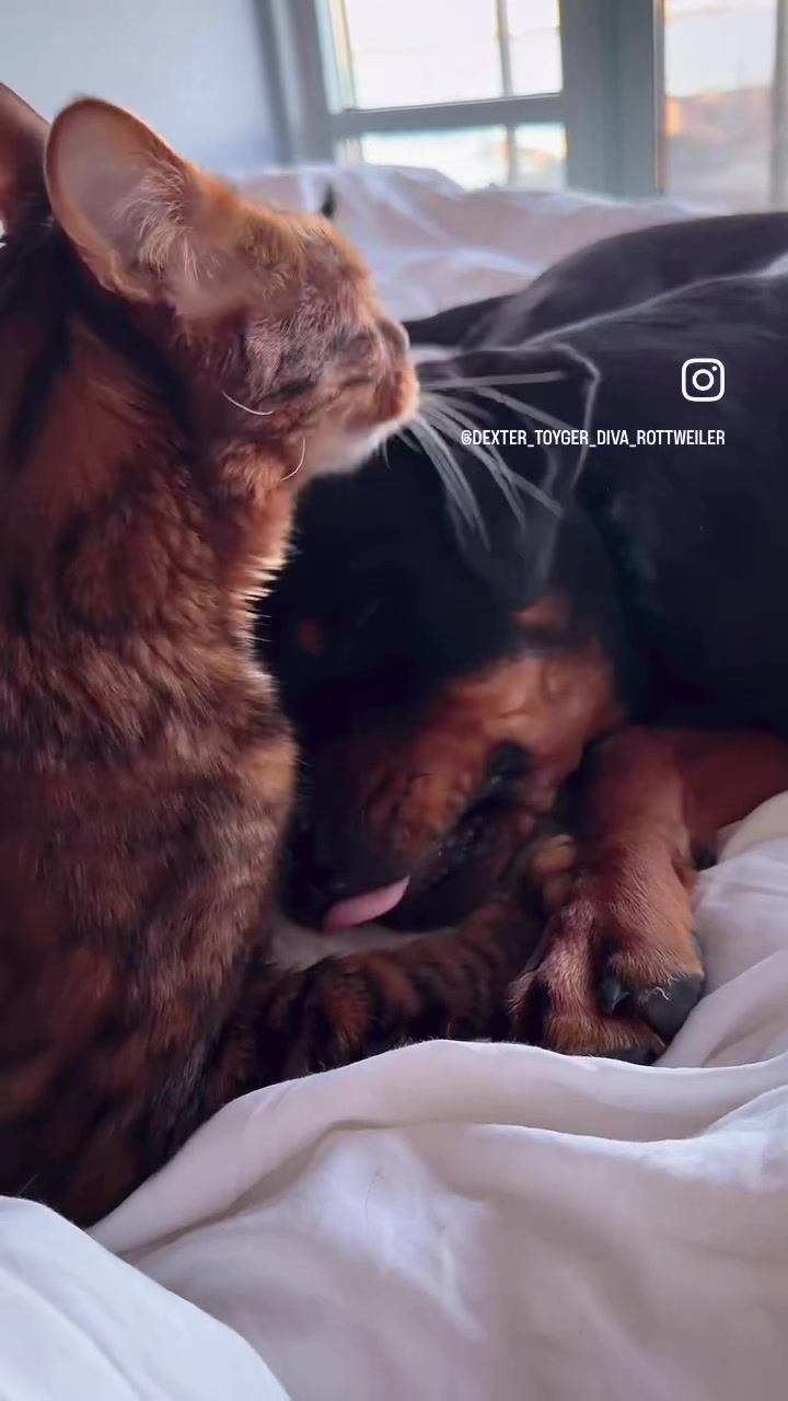 @JoshWolfman04🐺🌙