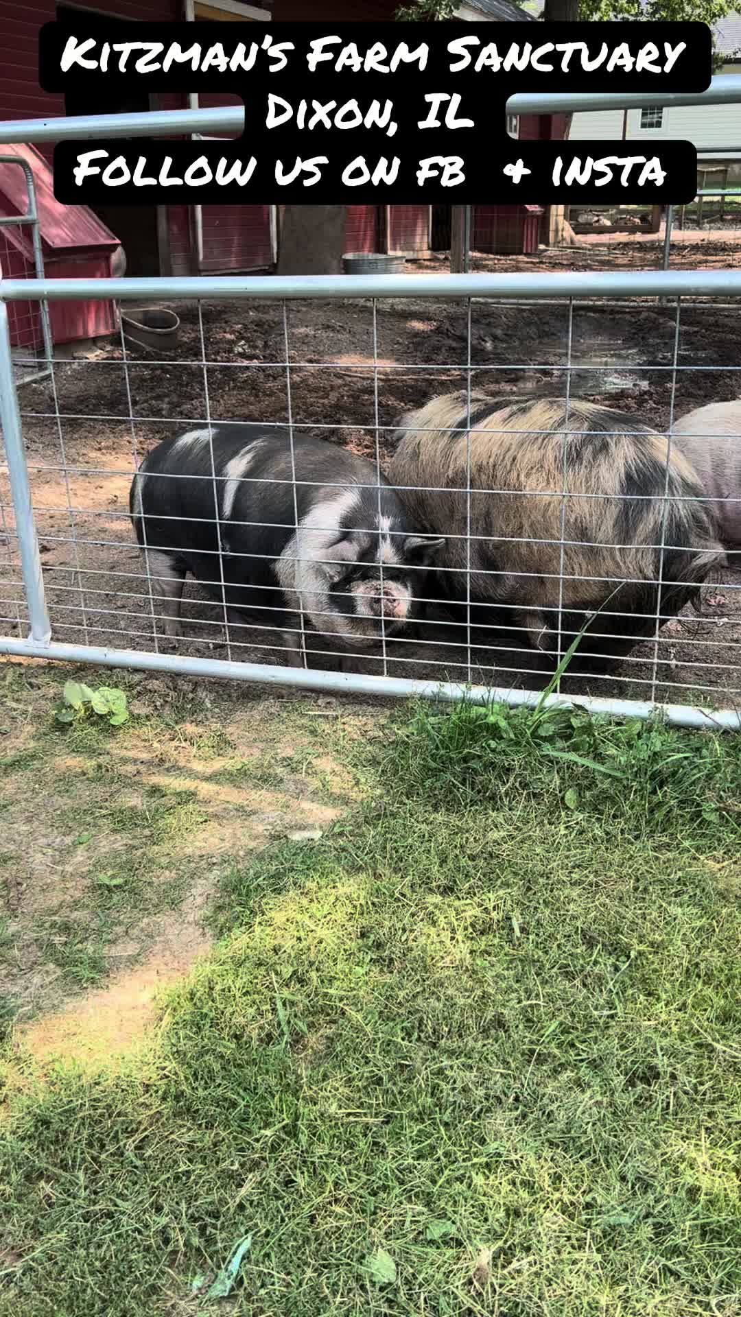 @Kitzman’s Farm Sanctuary