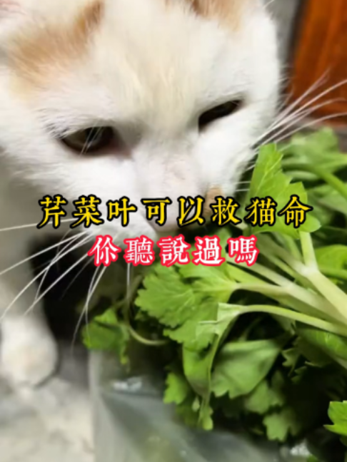 @catology