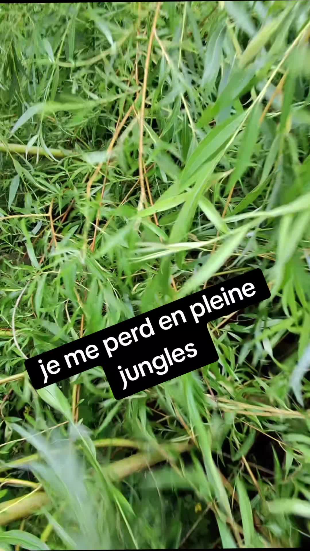 @la légende de tautor