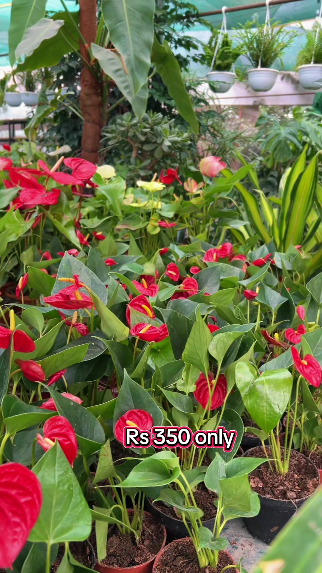 @Uday Garden Centre