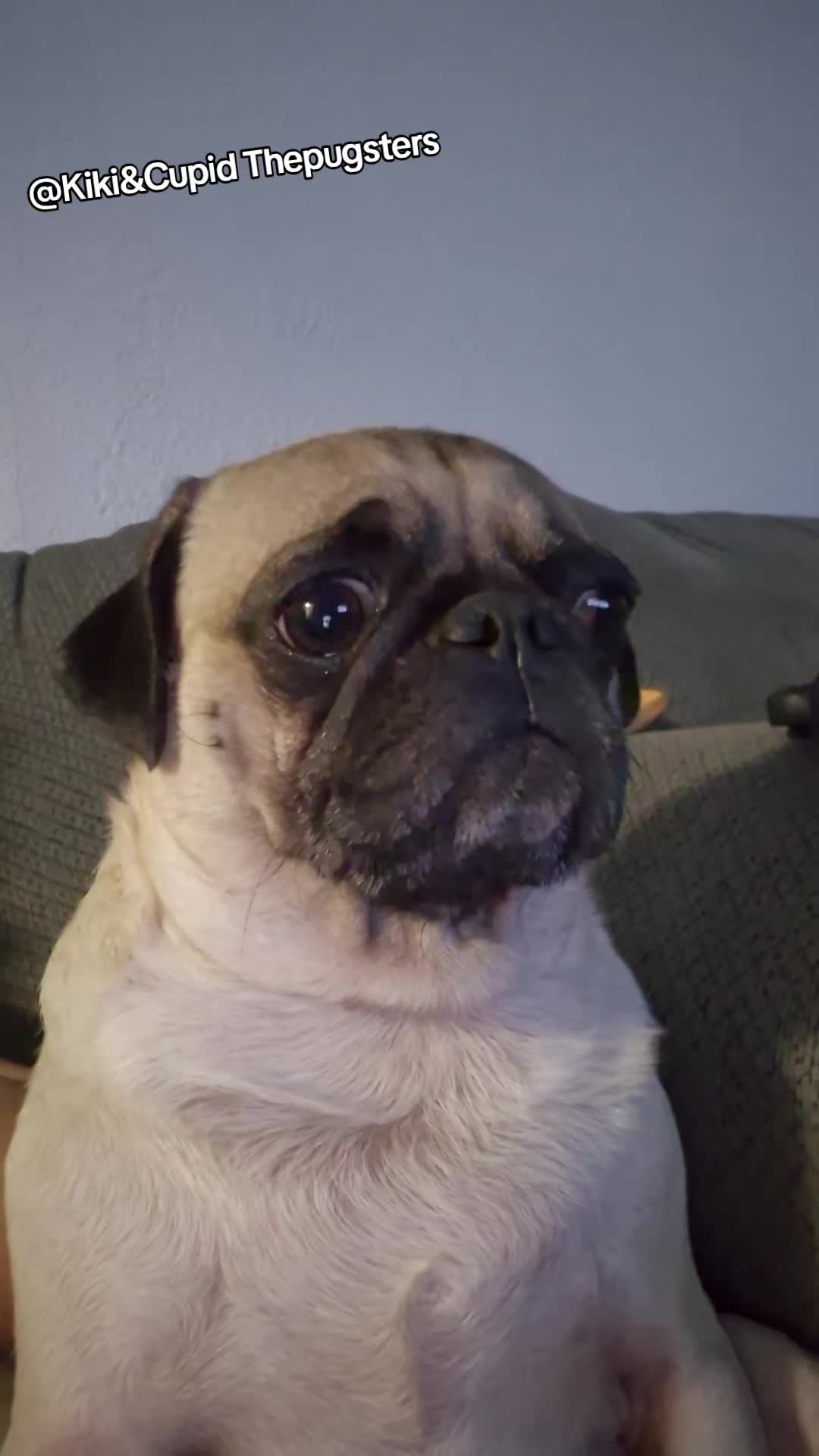 @Kiki&Cupid Thepugster