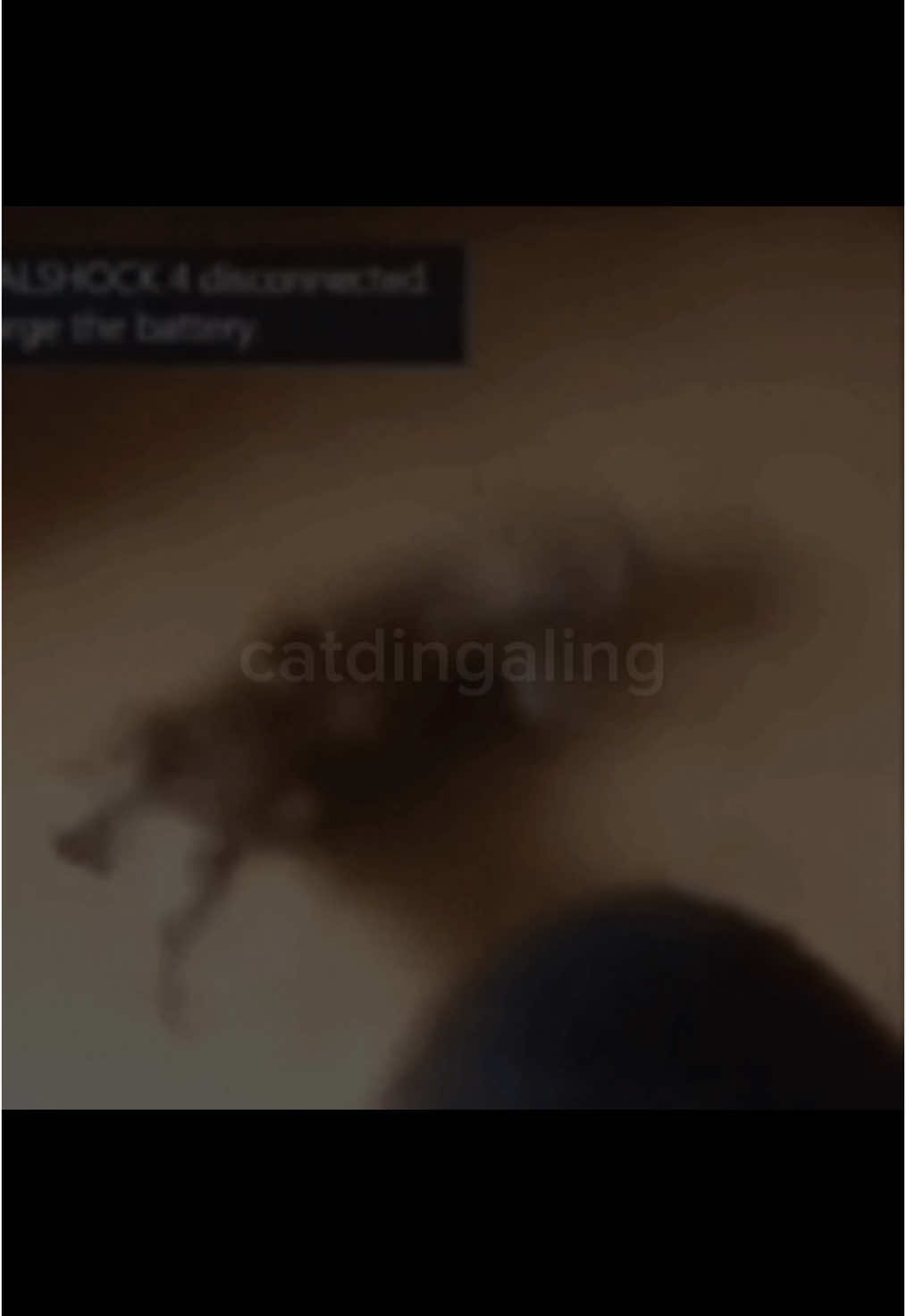 @catdingaling