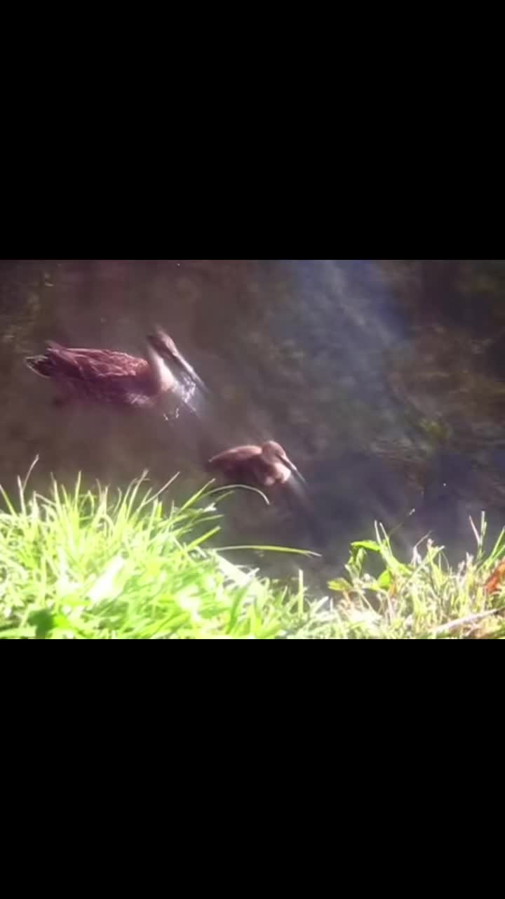 @digicamvids