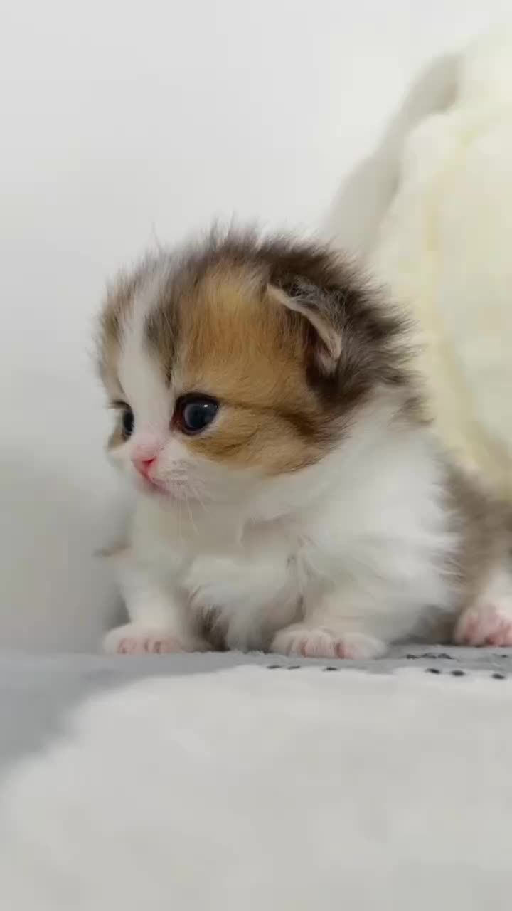 @Cat Love