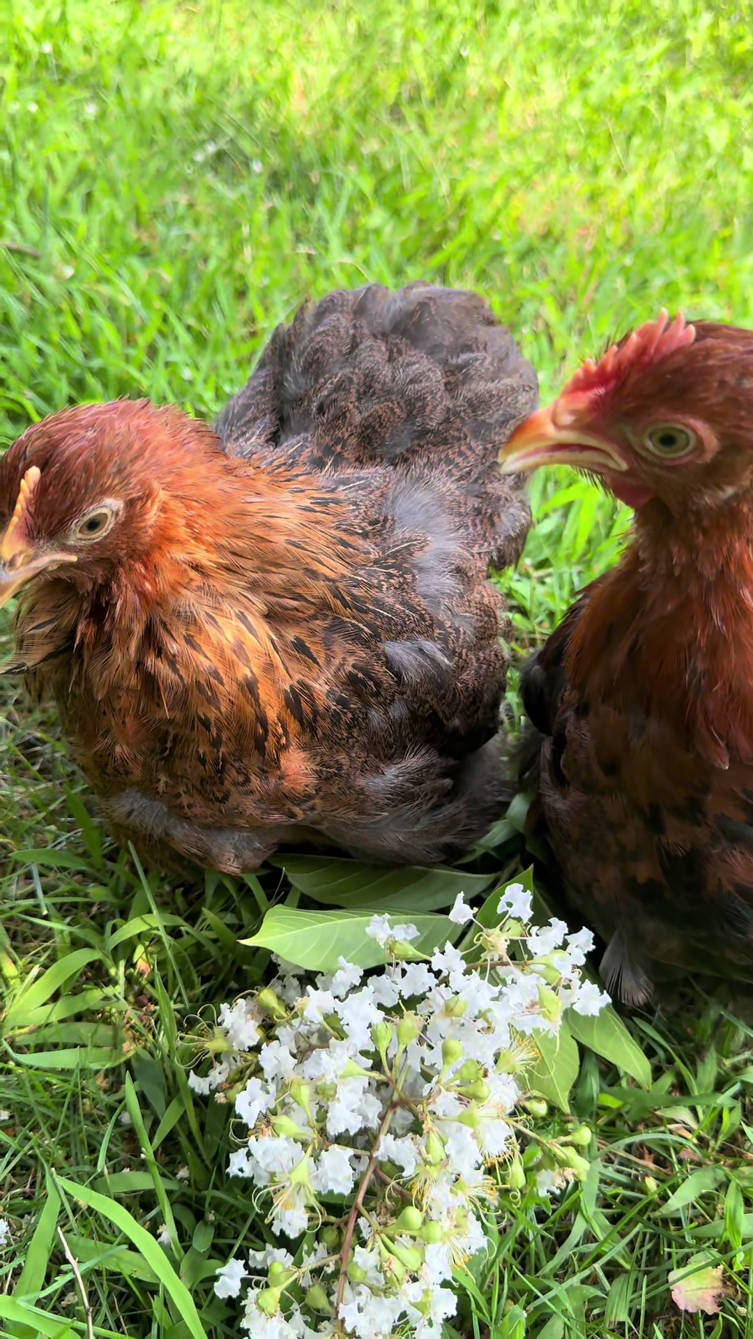 @Lavern | urban chickens