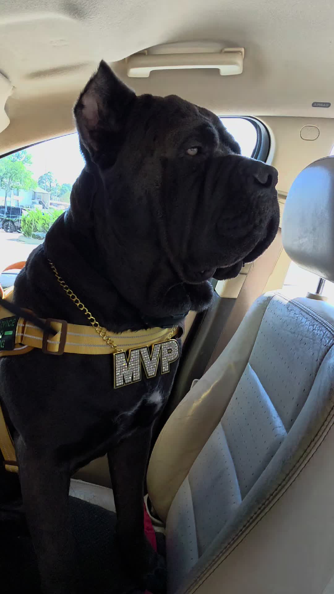 @Charlee The Cane Corso