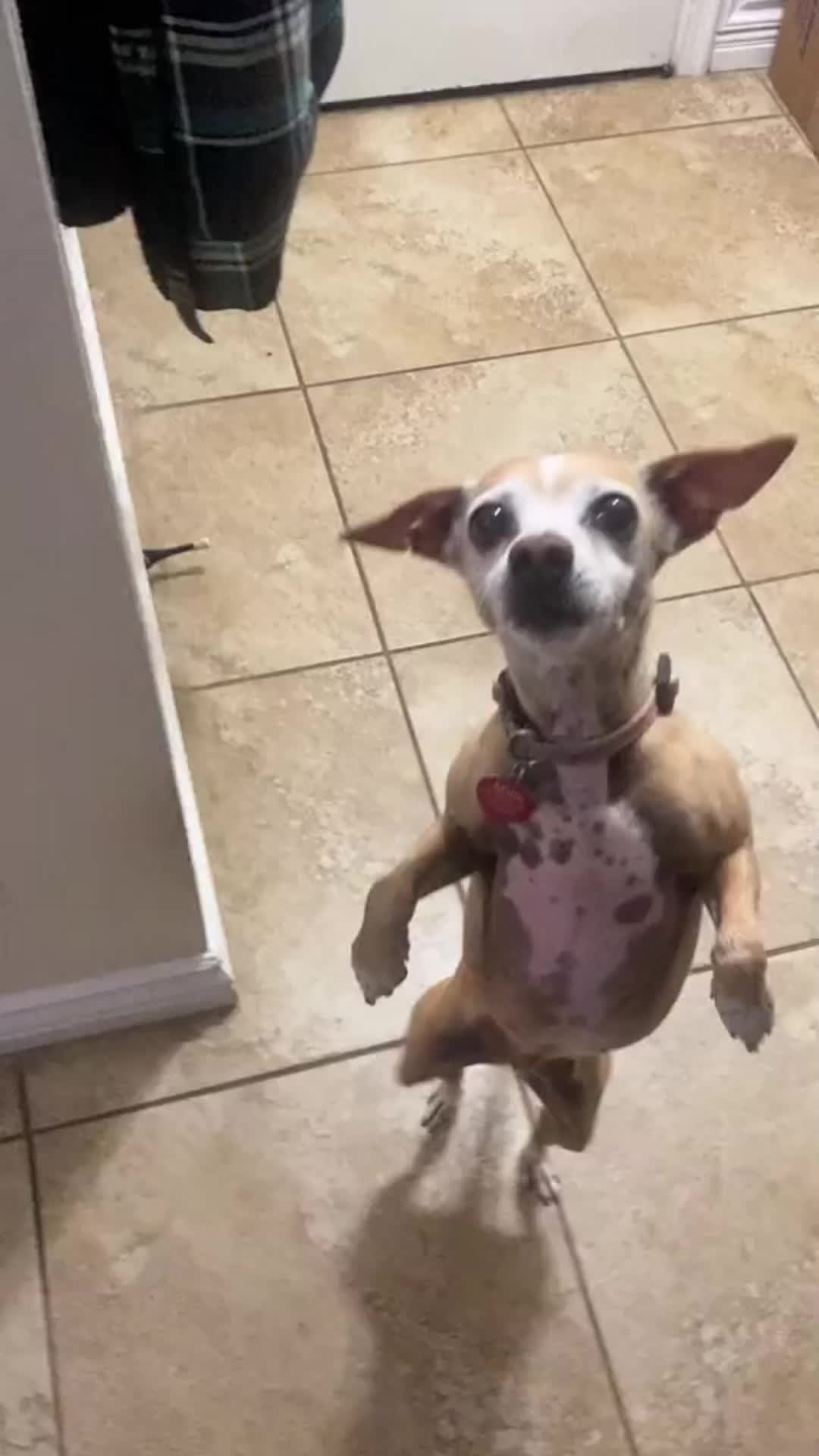 @Cute Pets TV