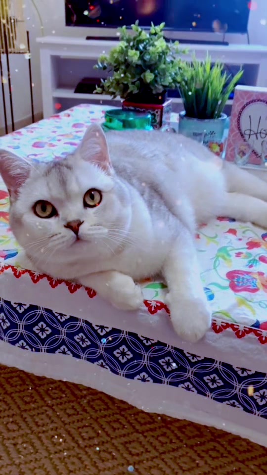 @Dr Rafael Roth 🌺🐈