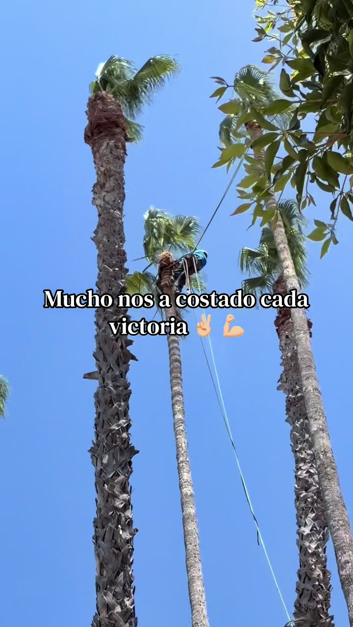 @fidel_treeexperts