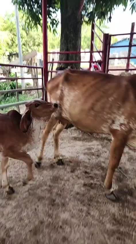 @Rancho Lopez Lopez