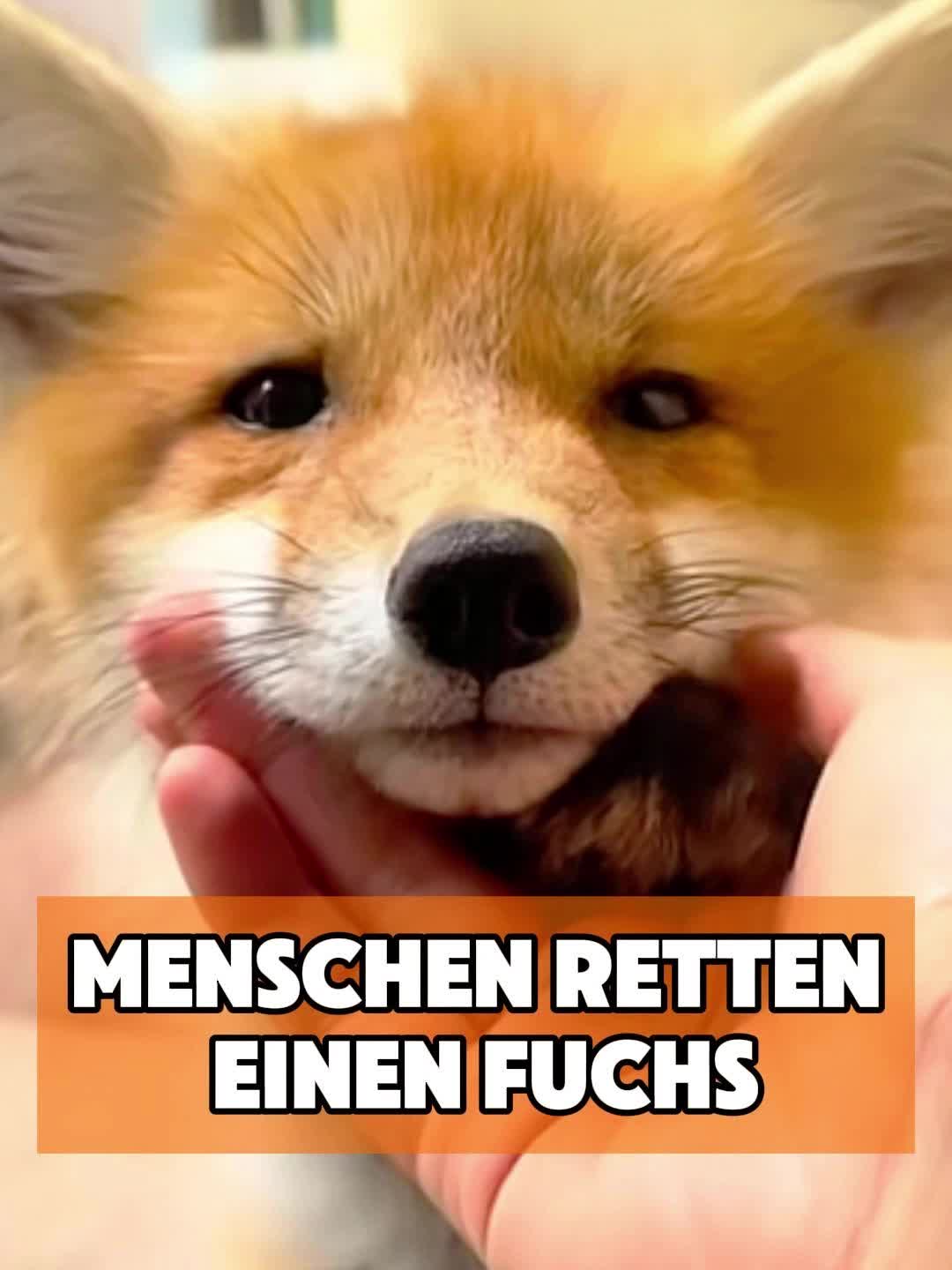 @toto_tier