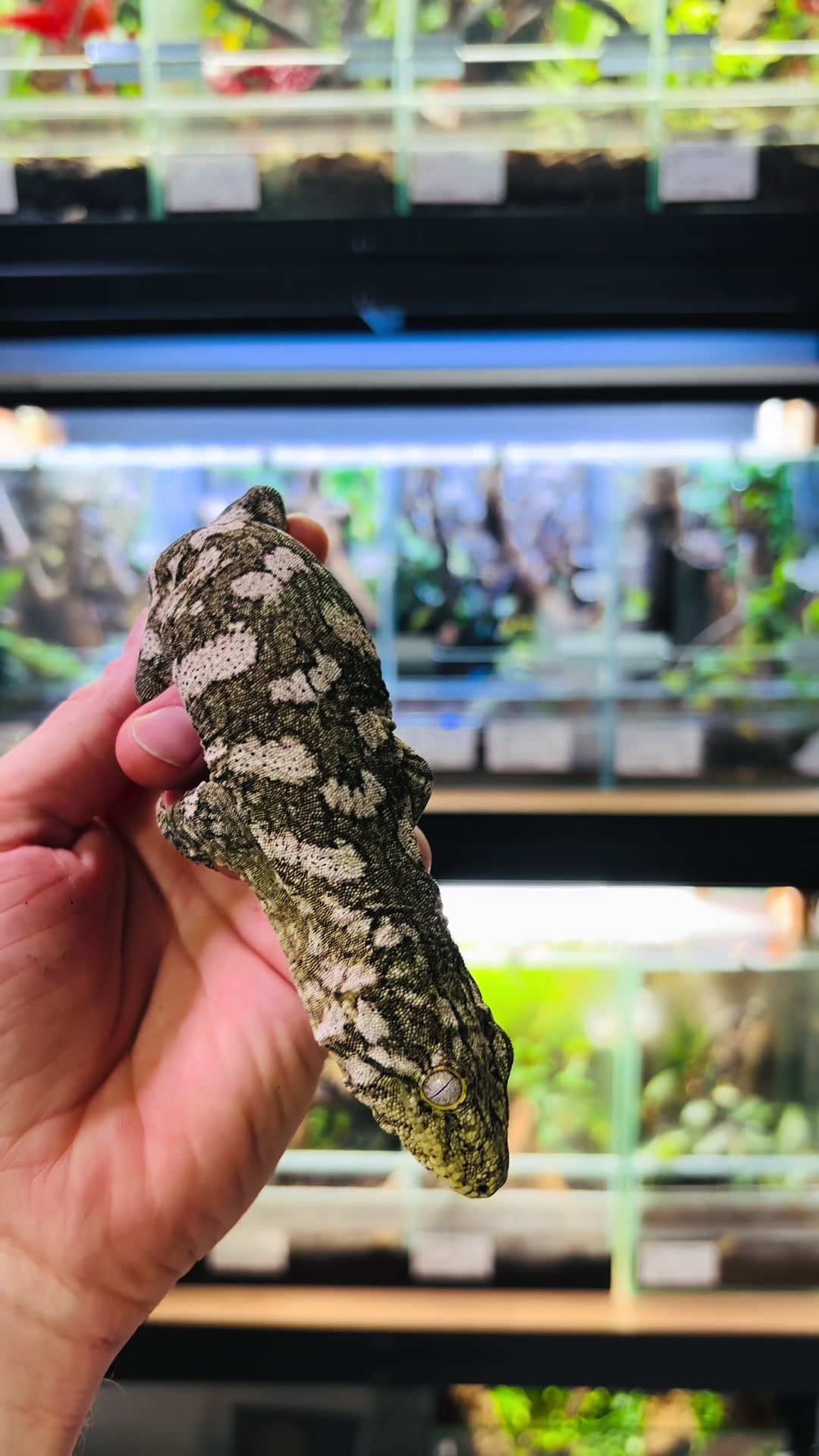 @P&M Gecko Nest🦎