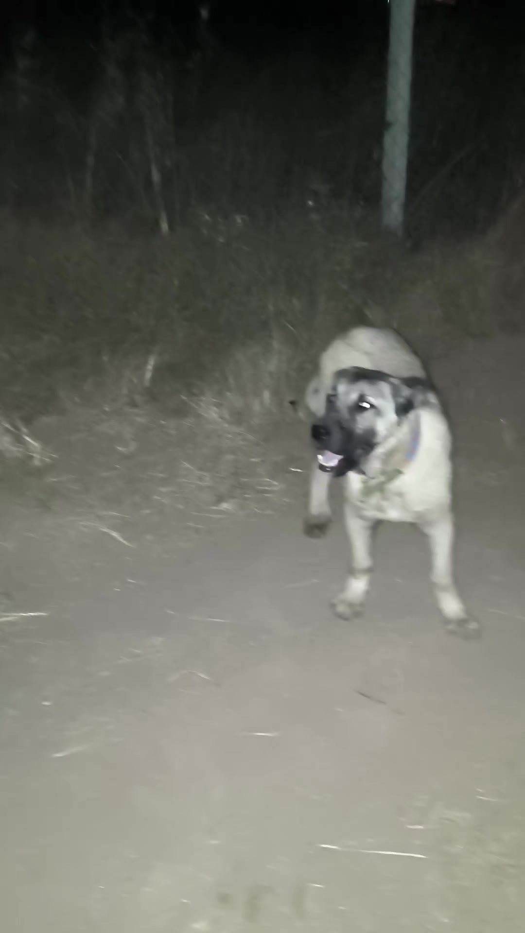 @🔗Aslan🕊️Öztürk🔗
