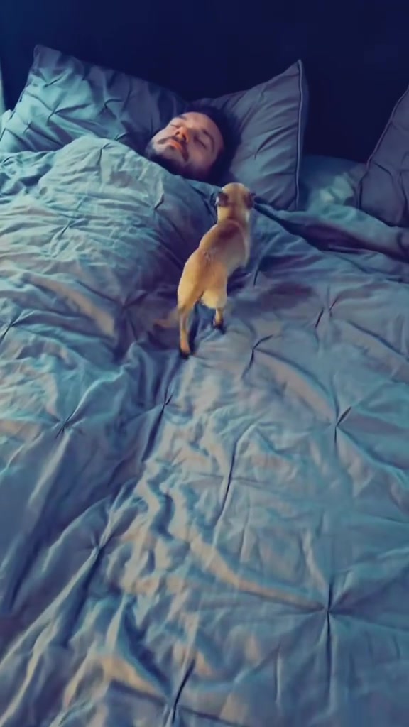 @thechihuahuafamily1