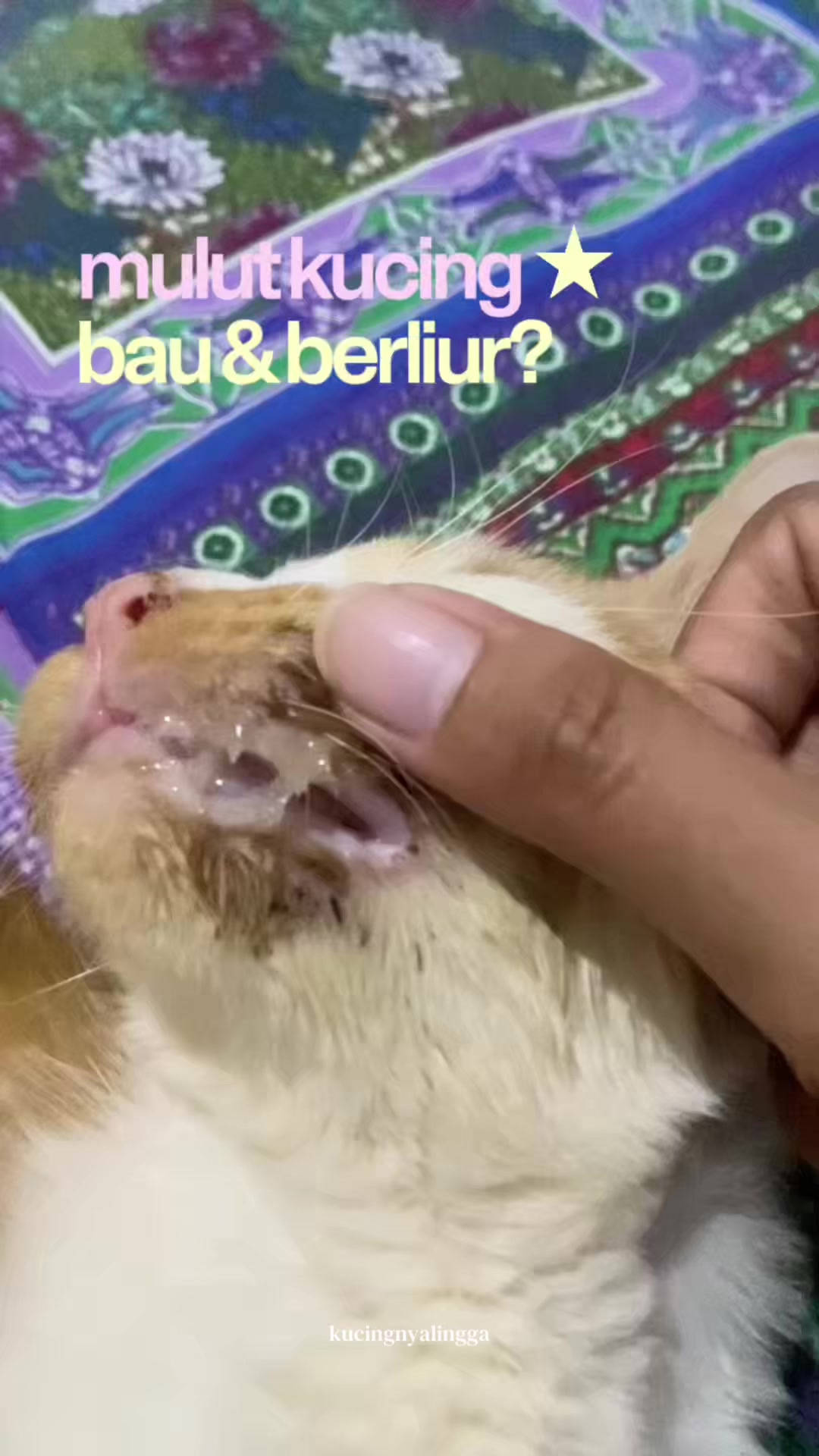 @kucingnyalingga🍉