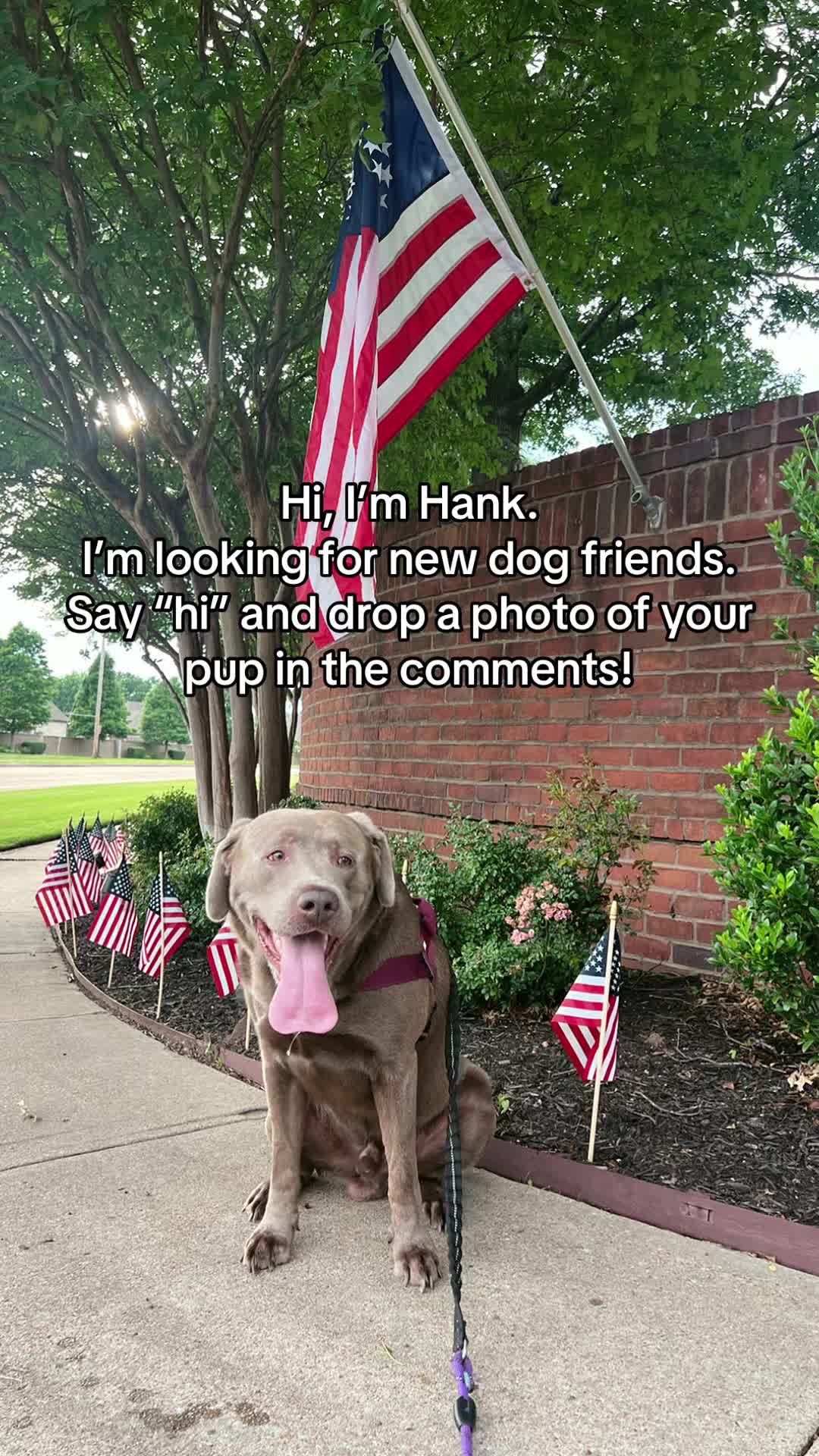 @Hank the Tank | Silver Lab 🩶