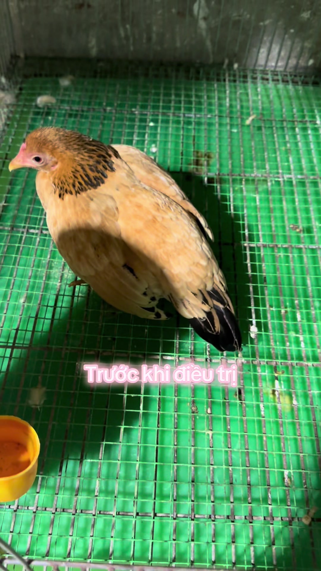@Eddy Hoàng Gà Tre Bắc Cộc