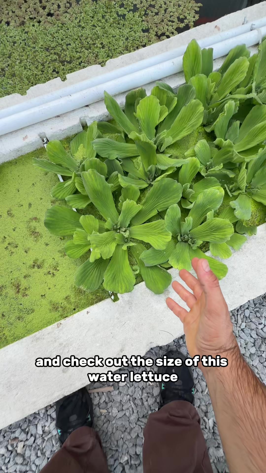 @The Goldfish Guy