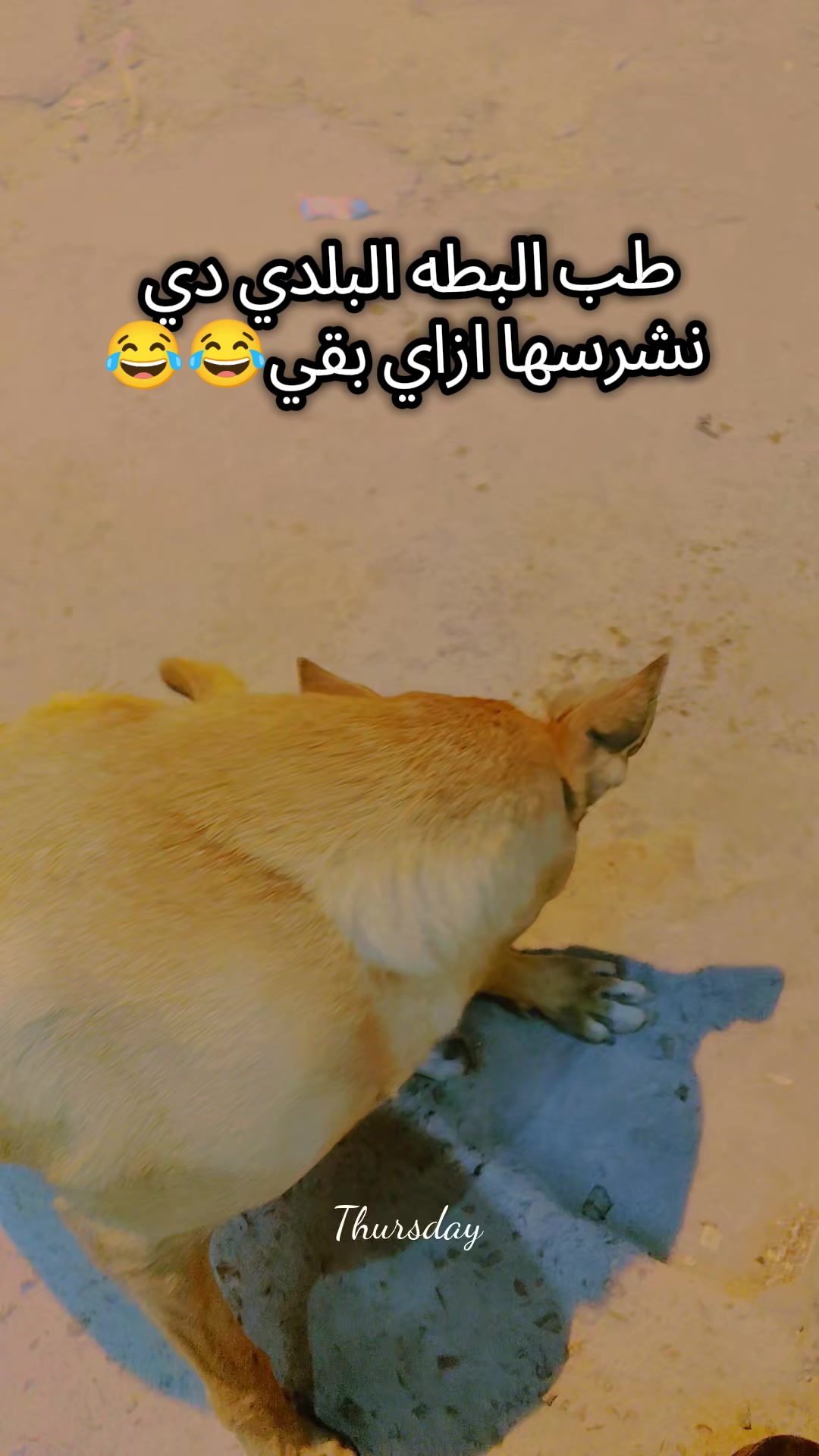 @Marina Shohdy